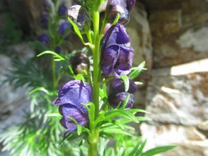 Aconitum sp_ (Mittel)
