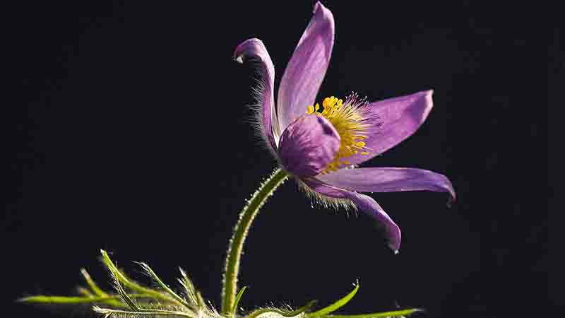 Materia medica - Pulsatilla - Dr. Georg Riesner